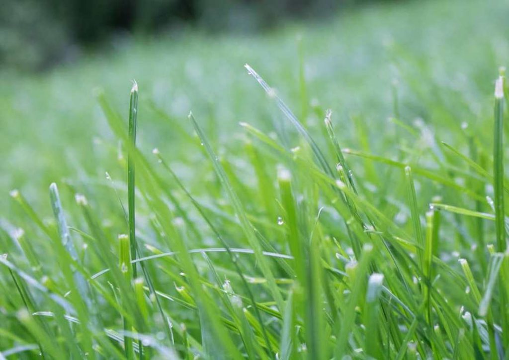 blades of grass 1024x726 How Do We Get Lawns So Weed Free And Tidy?