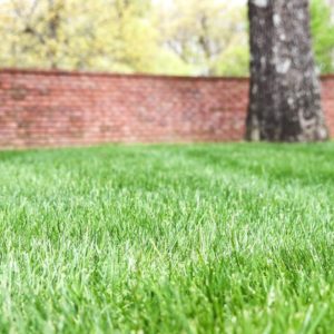 How Do We Get Lawns So Weed Free And Tidy?